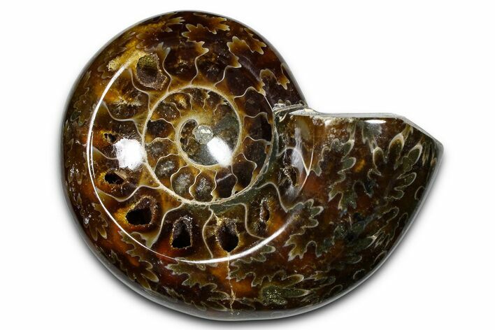 Polished Fossil Ammonite Dish - Madagascar #383908
